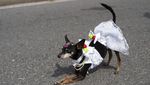 Melihat Gaya Para Anjing yang Bikin Gemas di Karnaval Brasil