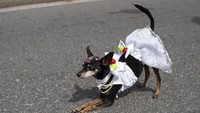 Gaya seekor anjing yang tampak manis dengan mengenakan kostum berwarna putih bermotif bunga dengan aksesoris kalung mutiara serta hiasan buah-buahan aneka warna.