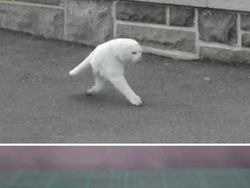 Kocak! Ketika Tingkah Hewan yang Viral Dijadikan Patung 3D