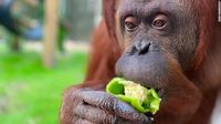 Sandra merupakan orangtuan campuran Sumatera dan Kalimantan.