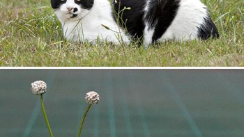 Ini kucing atau alien ya? Foto: Twitter/Meetissai