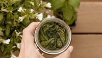 Wulan pernah memberikan tips bikin pasta gigi berbahan alami dari daun mint. Ia menggunakan campuran daun mint dan vodka. Foto: Instagram wulanrussell