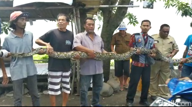 Penampakan ular piton yang kerap mondar-mandir di Tegal