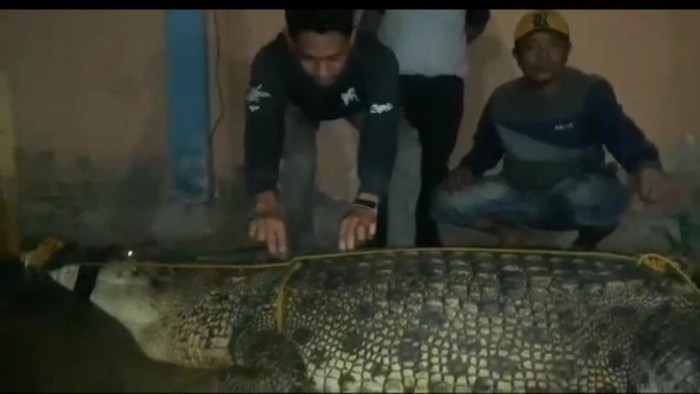 Buaya 5 meter yang ditangkap warga di Konawe Utara (Dok. Istimewa)