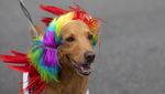 Melihat Gaya Para Anjing yang Bikin Gemas di Karnaval Brasil