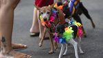 Melihat Gaya Para Anjing yang Bikin Gemas di Karnaval Brasil