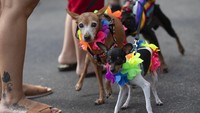Para anjing tersebut dihias dengan kostum dan aksesoris unik nan menarik untuk memeriahkan karnaval yang digelar di sepanjang Pantai Copacabana, Rio de Janeiro, Brasil.
