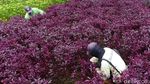 Membuat Kupu-kupu Betah di Taman Patung Diponegoro