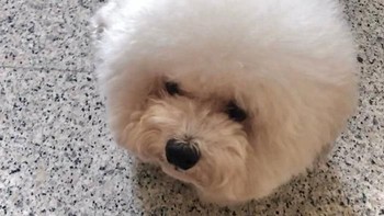 Badan anjing ini jadi tersembunyi dibalik bulu kepalanya yang bulat dan tebal. Foto: Twitter/Meetissai