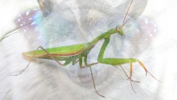 Gambar Hewan yang Pertama Kamu Lihat Ungkap Kepribadianmu