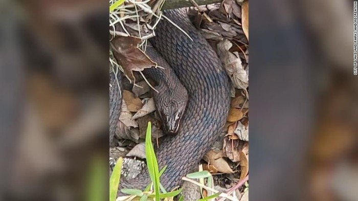Salah satu dari puluhan ular yang berkumpul di area taman Lakeland di Florida, AS (City of Lakeland Parks and Recreation Department via CNN)