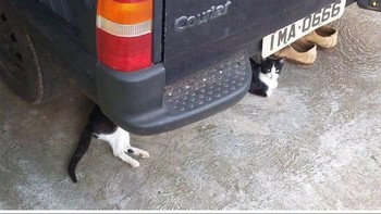 Mulai dari kucing, anjing, rubah, burung hingga hamster. Foto: Twitter/Meetissai