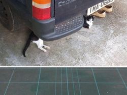Kocak! Ketika Tingkah Hewan yang Viral Dijadikan Patung 3D