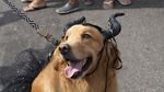 Melihat Gaya Para Anjing yang Bikin Gemas di Karnaval Brasil