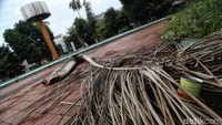 Dedaunan kering dan sejumlah sampah terlihat berserakan di lantai taman itu.