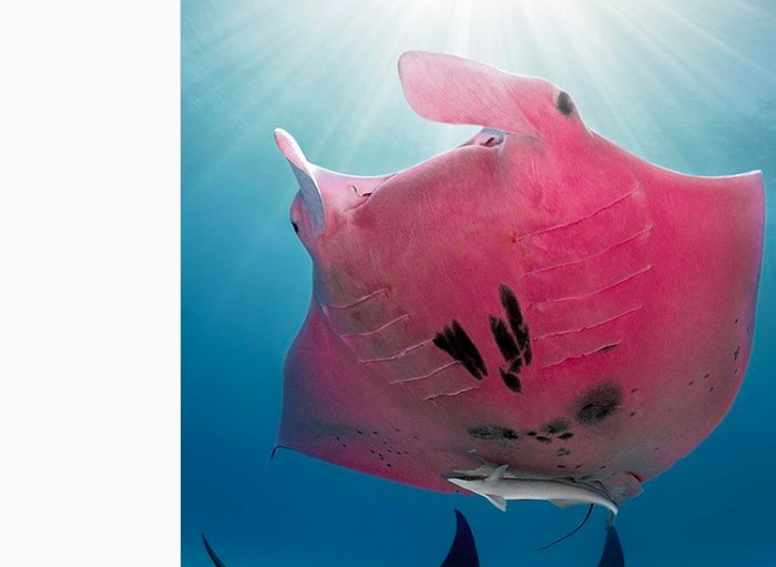 Ikan Pari Pink