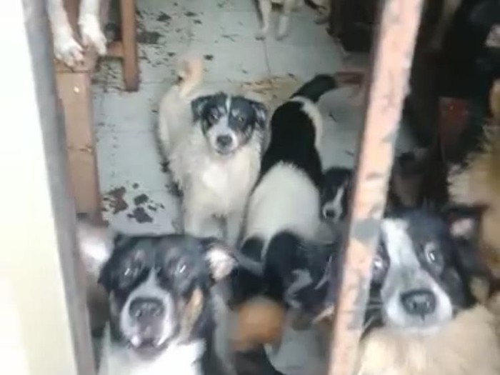 Satpol PP Depok mendatangi rumah berisi 30 ekor anjing yang dikeluhkan warga.