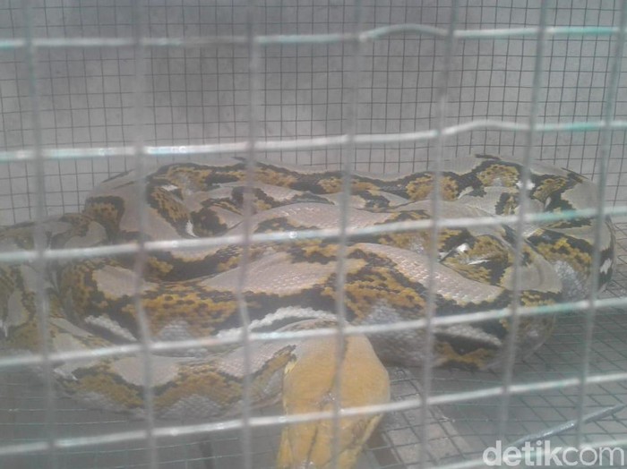 Warga Desa Purwodadi, Kecamatan Gambiran dibuat kaget oleh ular sanca kembang yang masuk pekarangan rumah. Ular itu ditangkap warga setelah memakan ternak peliharaan.