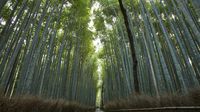 Jarang Terjadi, Kyoto Kini Sepi Turis
