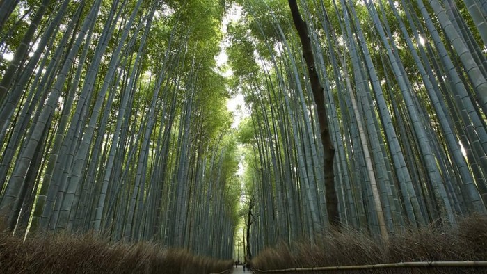 Kyoto sepi turis