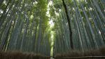Foto: Jepang yang Kini Sepi Turis