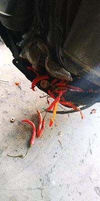 Karena Ulah Tikus Kumpulkan Cabai di Mesin, Motor Ini Mogok