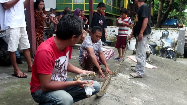 Ular sepanjang 4 meter itu sembunyi di plafon rumah warga.