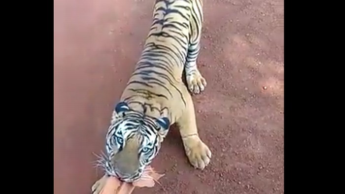 harimau India serang bus rombongan wisata di India