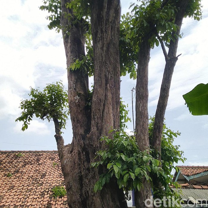 Pohon Mistis di Ciamis