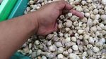 Toko Herbal di Bandung Ini Berumur 2 Abad!