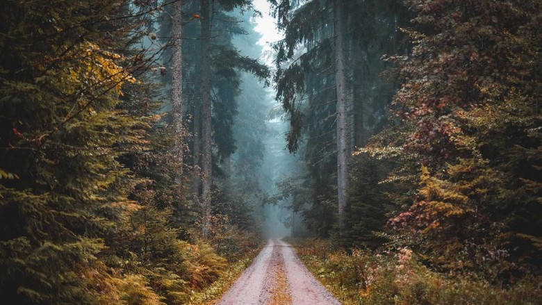 Back Forest Germany, hutan hitam jerman Taken in the black forest in Germany, there had been alot of rain this day, we took a turning of the main road in search of some adventure and we found it.