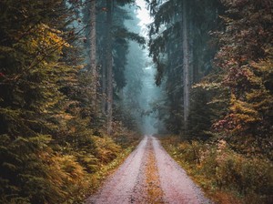 Segelap Malam Selegam Hitam, Inilah Hutan Black Forest