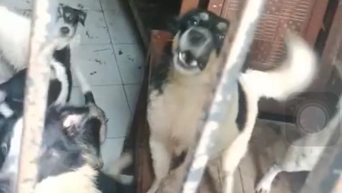 Satpol PP Depok mendatangi rumah berisi 30 ekor anjing yang dikeluhkan warga.