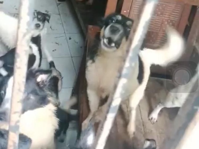 Satpol PP Depok mendatangi rumah berisi 30 ekor anjing yang dikeluhkan warga.