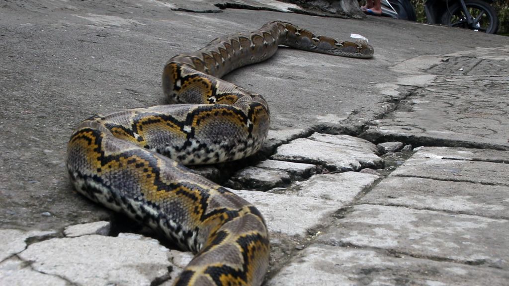Warga Geddong'e, Kelurahan Cappa Galung, Kecamatan Bacukiki Barat, Kota Parepare, dikejutkan dengan penemuan ular sanca. Ular itu sembunyi di plafon rumah warga.