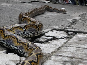 ABG yang Tewas Dililit Ular Sering Tangkap Hewan Liar, Kadang Dijual-Dipelihara