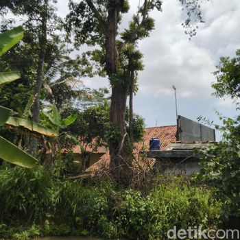 Konon, Tebang Pohon Bungur di Ciamis Ini Bisa Meninggal Mendadak