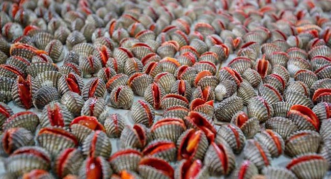 Penuh Racun, Ini 5 Makanan Berbahaya di Dunia yang Masih Bisa Dimakan