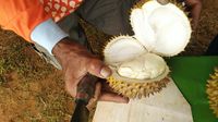 Festival Durian Kalijaya Hadirkan Durian Bernama Unik yang Manis Legit