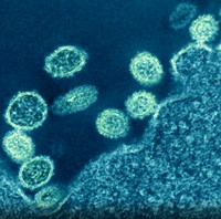 virus dan bakteri