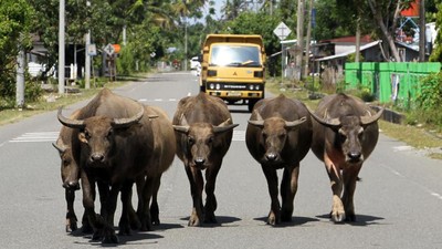 Hati-hati! Ada Hewan Ternak Berkeliaran di Jalanan Aceh Barat