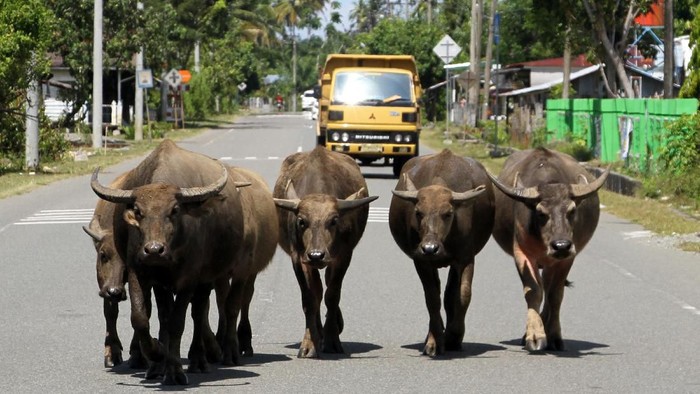 Sekawanan hewan ternak melintasi jalan lintas Nasional Banda Aceh-Tapak Tuan. Keberadaan hewan itu membuat pengendara harus hati-hati saat melintas.