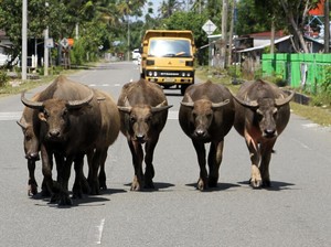 18 Lokasi Rawan Kecelakaan di Aceh Akibat Hewan Ternak, Pemudik Harus Waspada