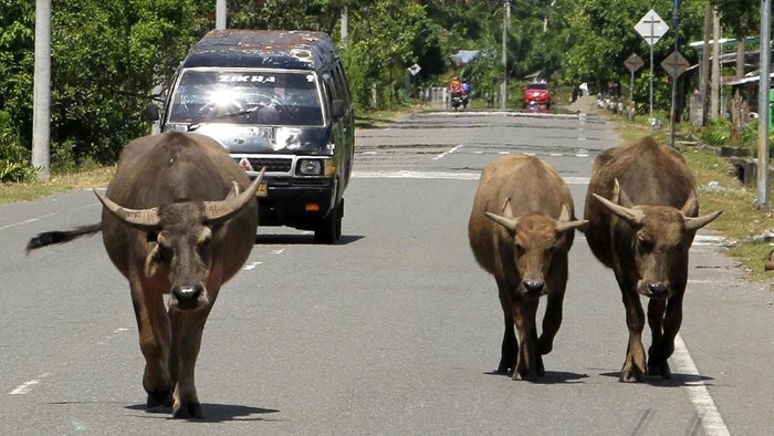 Sekawanan hewan ternak melintasi jalan lintas Nasional Banda Aceh-Tapak Tuan. Keberadaan hewan itu membuat pengendara harus hati-hati saat melintas.