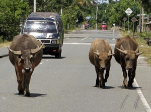 Warga Aceh Diminta Tak Lepas Ternak di Jalan, Bisa Bikin Kecelakaan Mudik