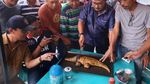 Ketika Buaya Berkalung Ban Dibuatkan Roti