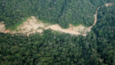 Waduh! Ada Tambang Emas Ilegal di Hutan Lindung