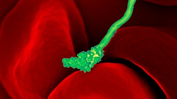 Mikrograf Borrelia hermsii yang menjadi penyebab demam kambuhan. Pada foto ini, Borrelia hermsii tampak berinteraksi dengan sel darah merah. Foto: NIAID via Weather.com