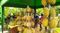 Festival Durian Kalijaya Hadirkan Durian Bernama Unik yang Manis Legit