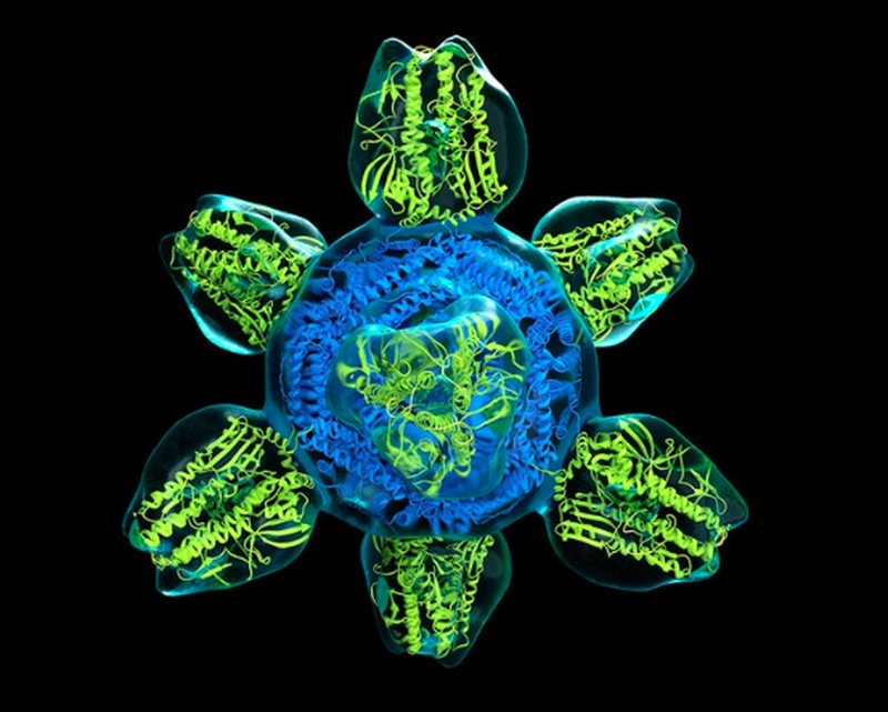 virus dan bakteri